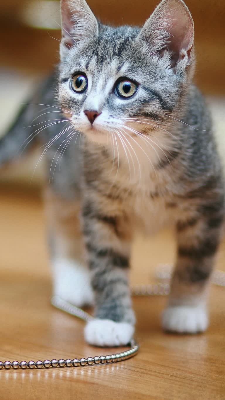 有一只猫,它用链子站在桌子上