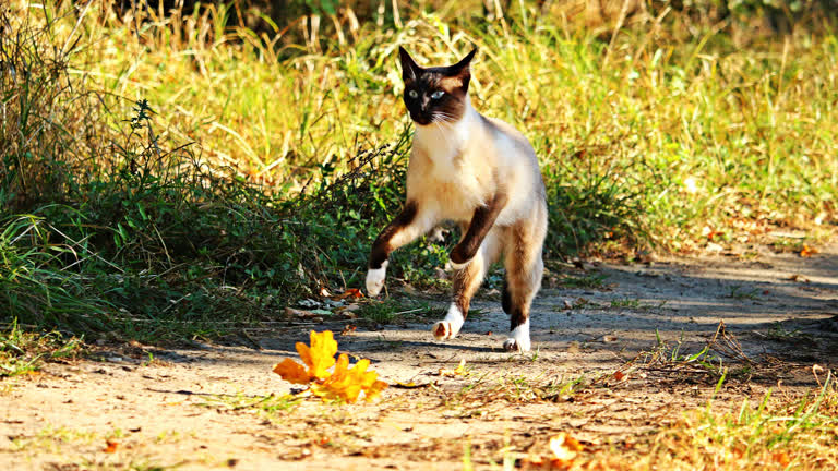有一只猫,正在草丛中的小路上行走