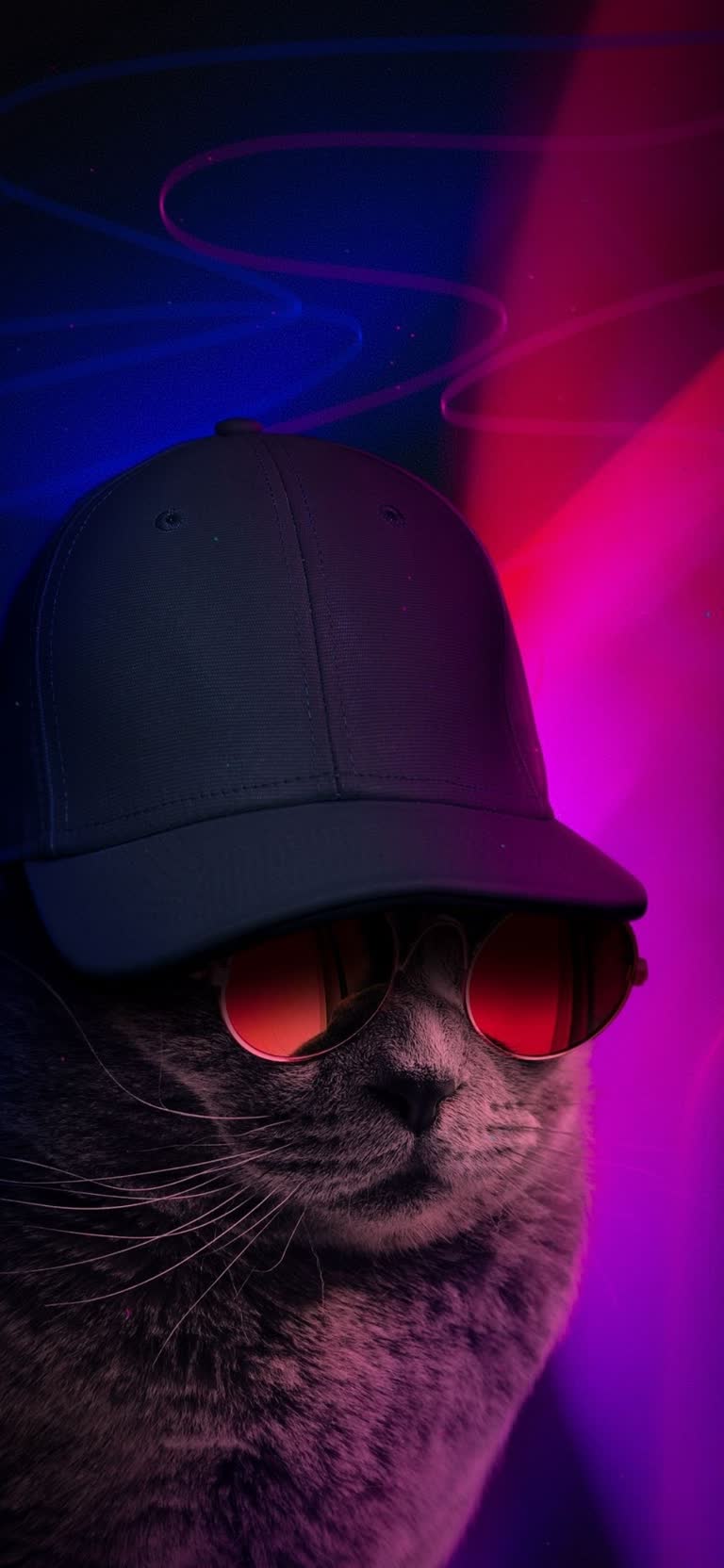 有一只戴着帽子和墨镜的猫