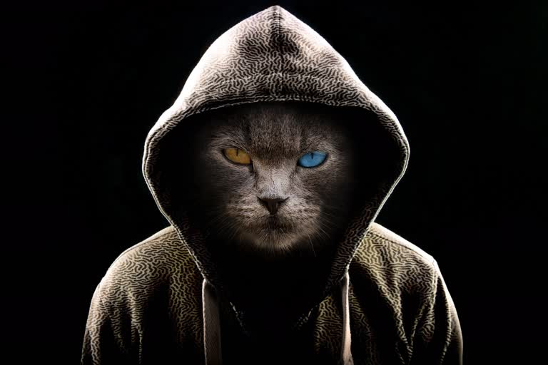 有一只猫在黑暗中穿着连帽衫