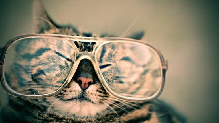 脸上戴着一副眼镜的猫