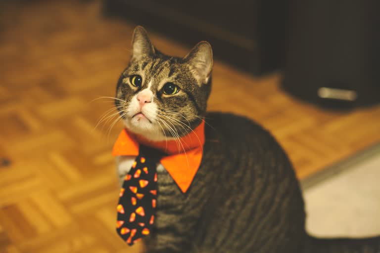 地板上有一只打着领带的猫