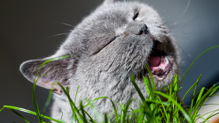 有一只猫在草丛里打哈欠