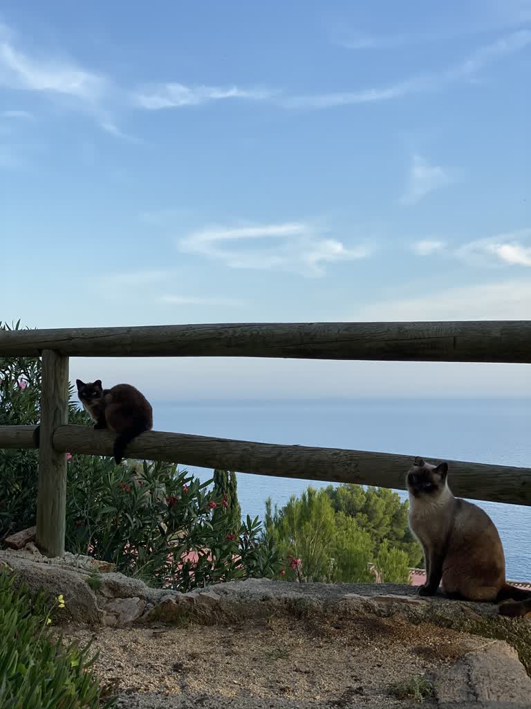 有两只猫坐在水边的篱笆上