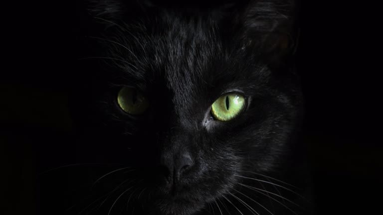 这是一只黑猫的脸和绿色眼睛的特写