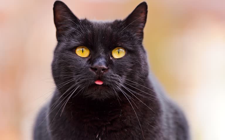 这是一只黄色眼睛的黑猫的特写