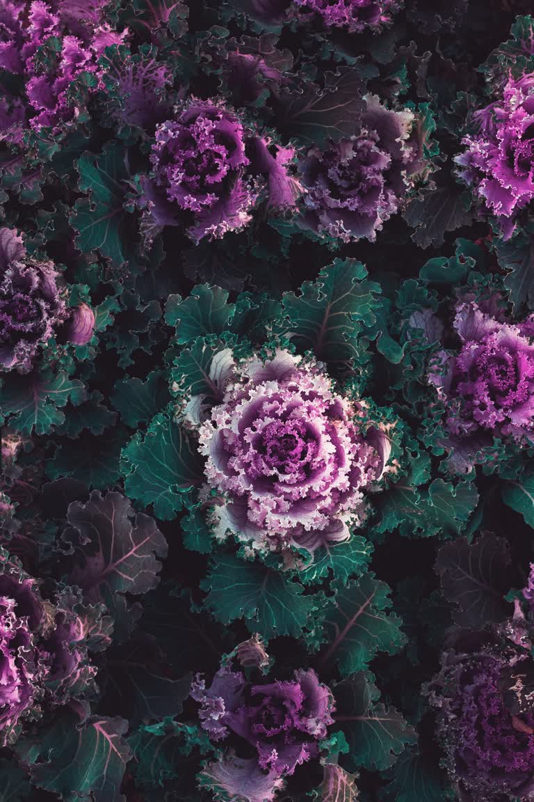 有一束紫色花朵的特写