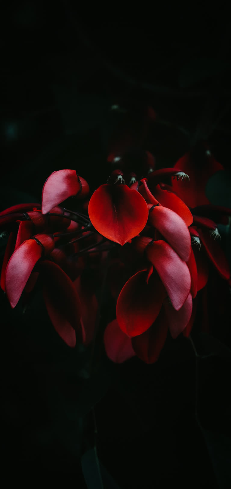 有一束红花的特写