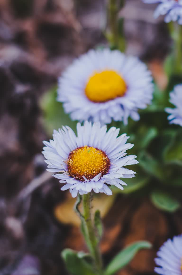 有一束白花的特写
