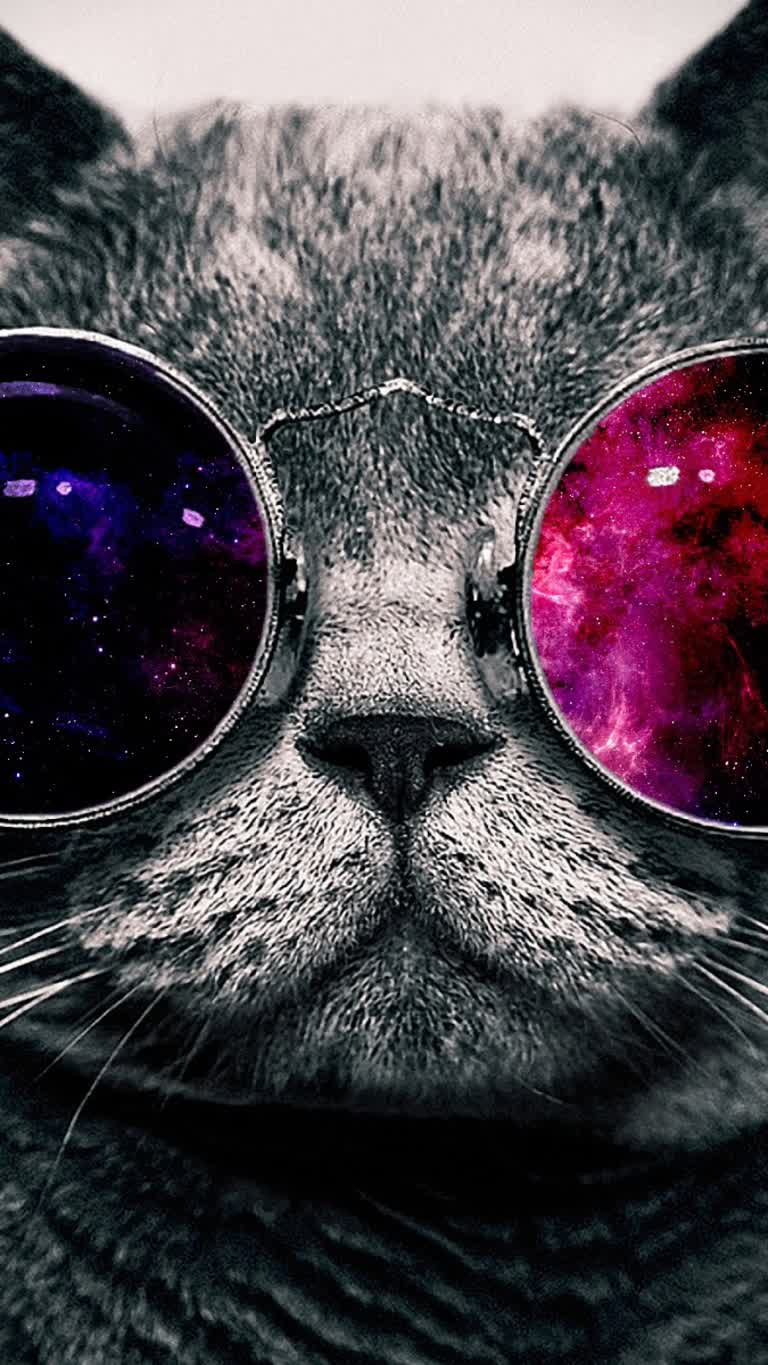 这是一只戴着墨镜的猫脸的特写