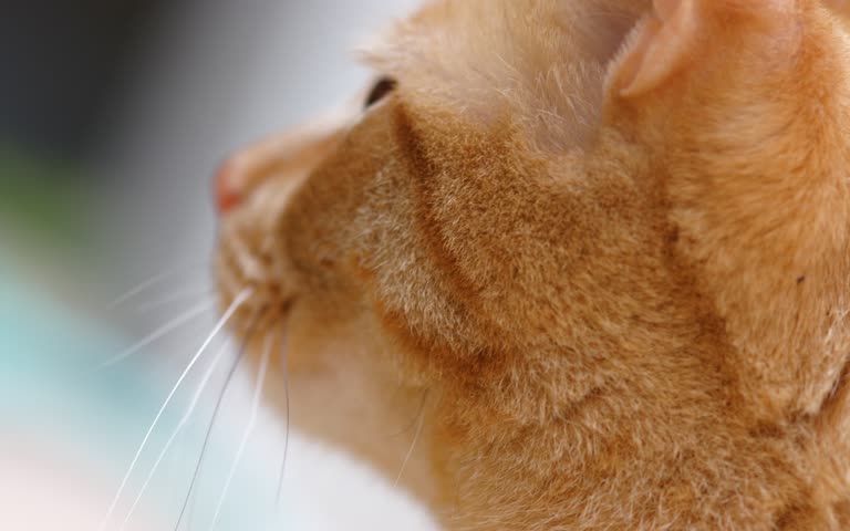 有一个猫头的特写,背景模糊