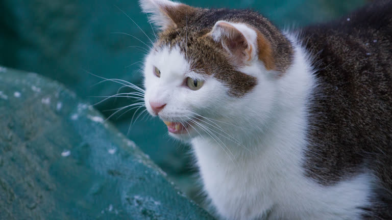 这是一只猫坐在长凳上的特写
