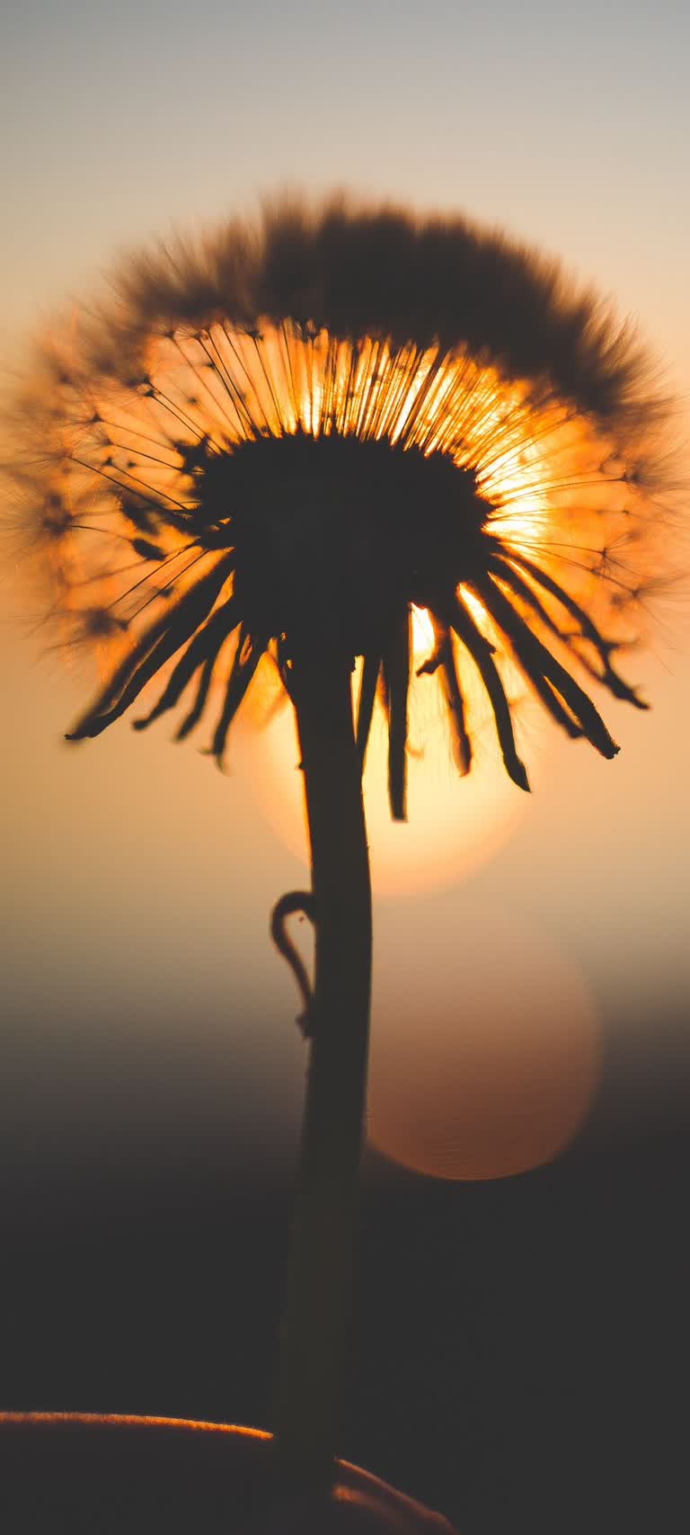 有一个蒲公英的特写镜头,背景是太阳