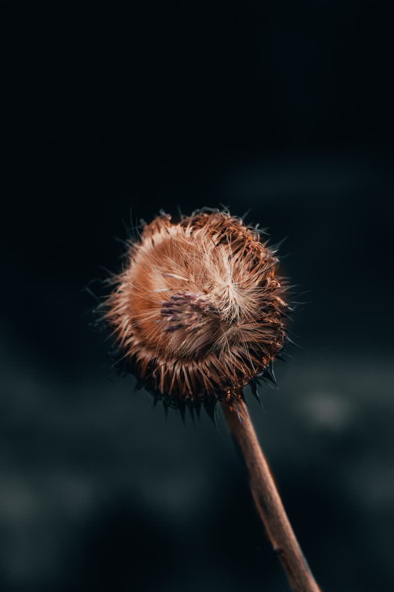 这是一根棍子上的干花头的特写