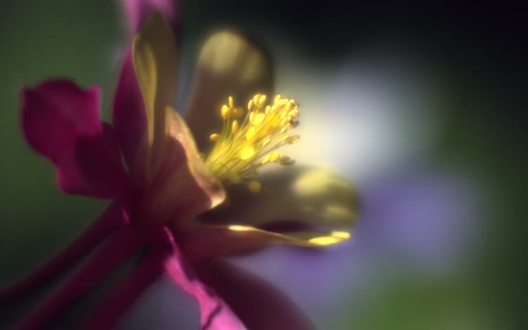有一朵花的特写,背景模糊