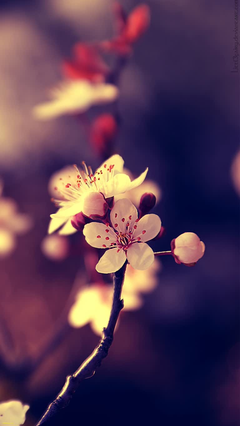 树枝上有一朵花的特写