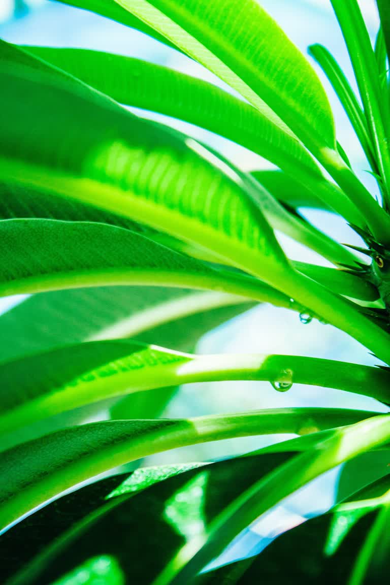 有一株绿色植物的特写,上面有水滴