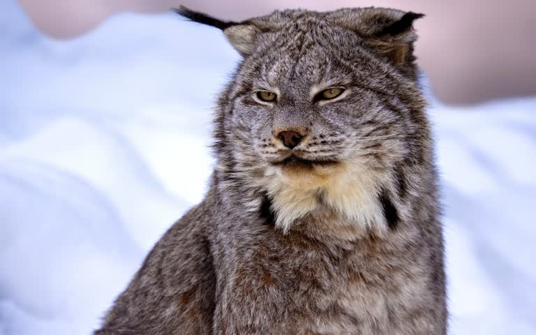 这是一只山猫坐在雪地里的特写