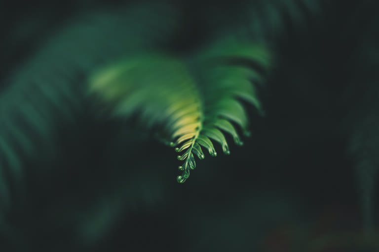 有一张黑暗中蕨叶的特写照片