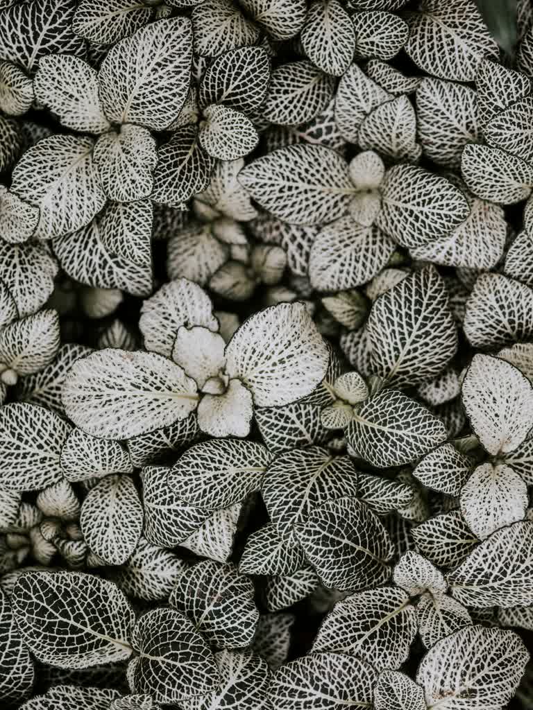 这是一束树叶的特写照片