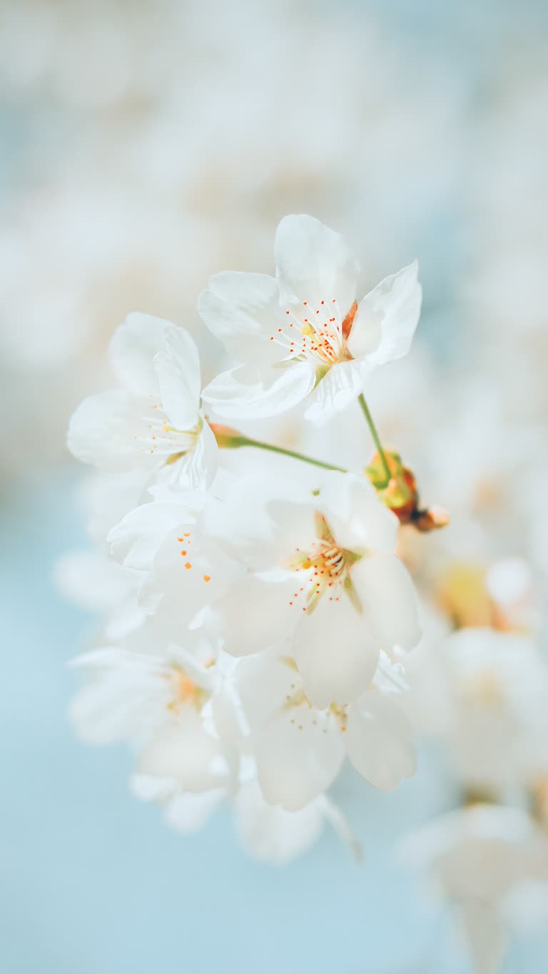 有一束白花的特写图
