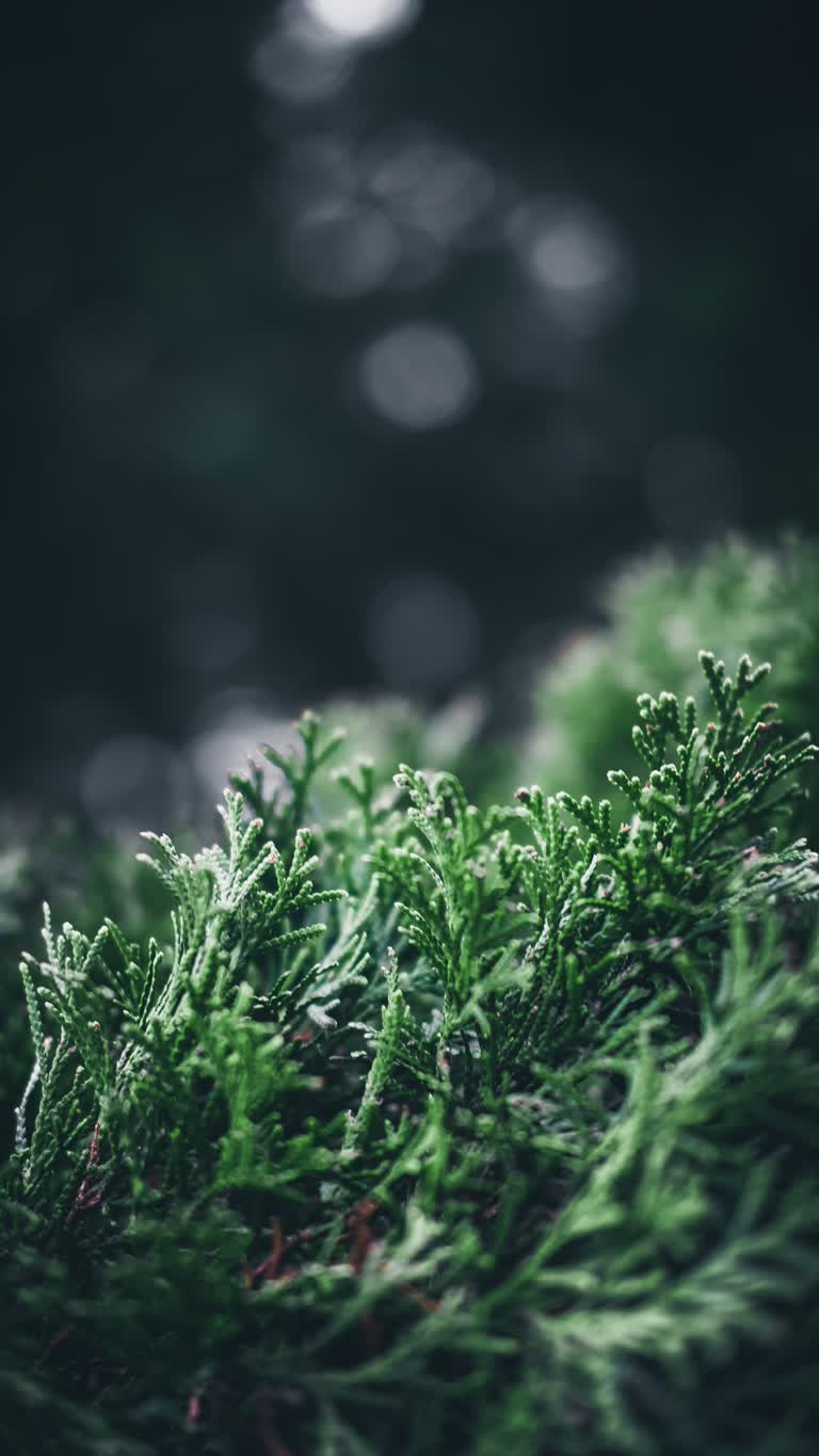 有一张深色背景的绿色植物的特写图