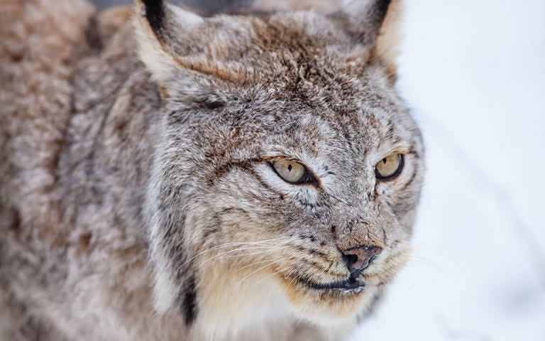 有一张雪地里猞猁的特写图
