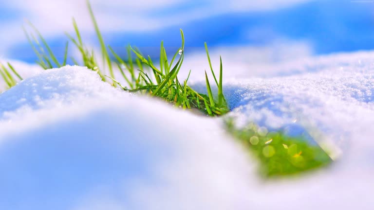 有一张雪地里一片草地的特写图
