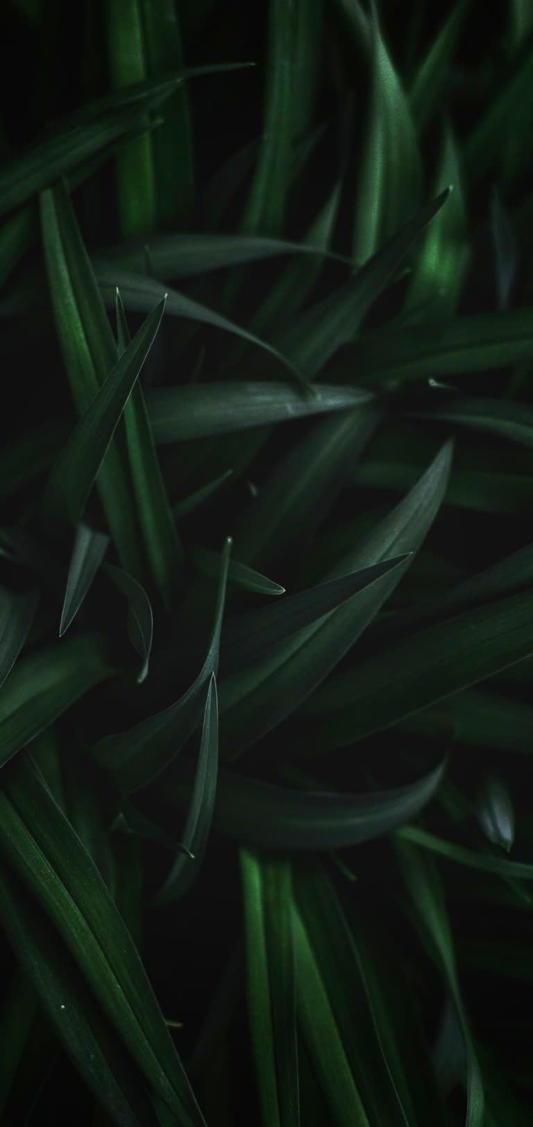 有一张绿叶植物的特写图
