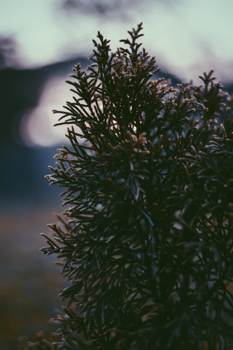 有一张树的特写照片,背景是一座山