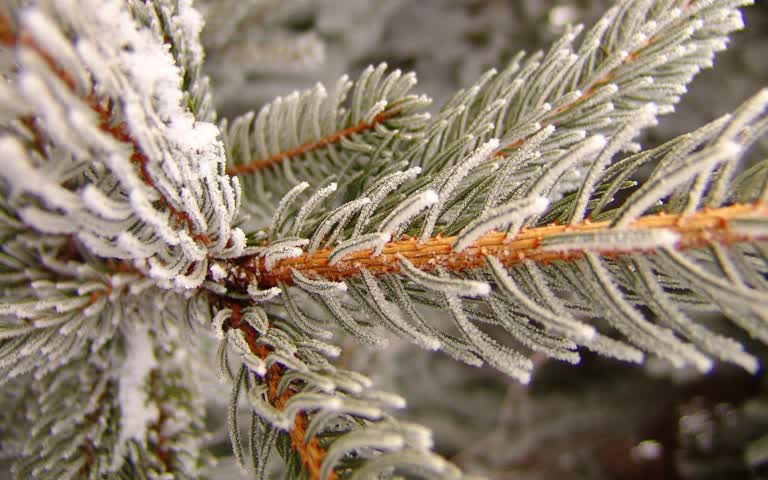 有一棵松树的特写,上面有雪