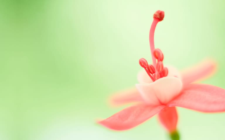 这是一朵粉红色花朵的特写镜头,背景为绿色