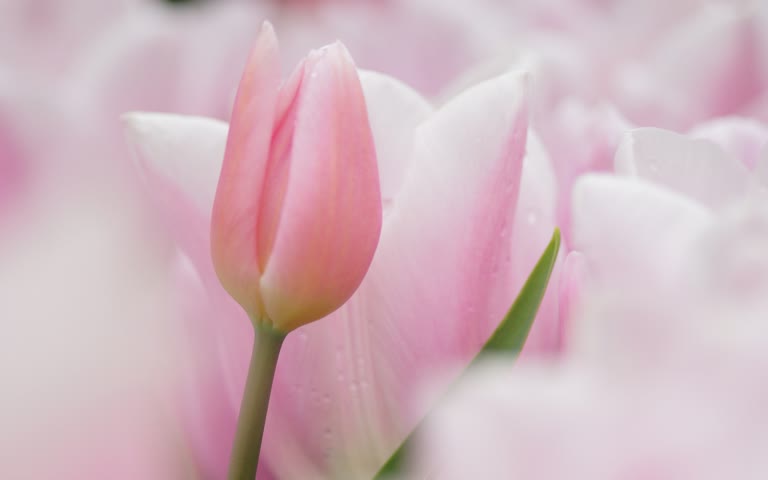 田野里有一朵粉红色的郁金香花的特写