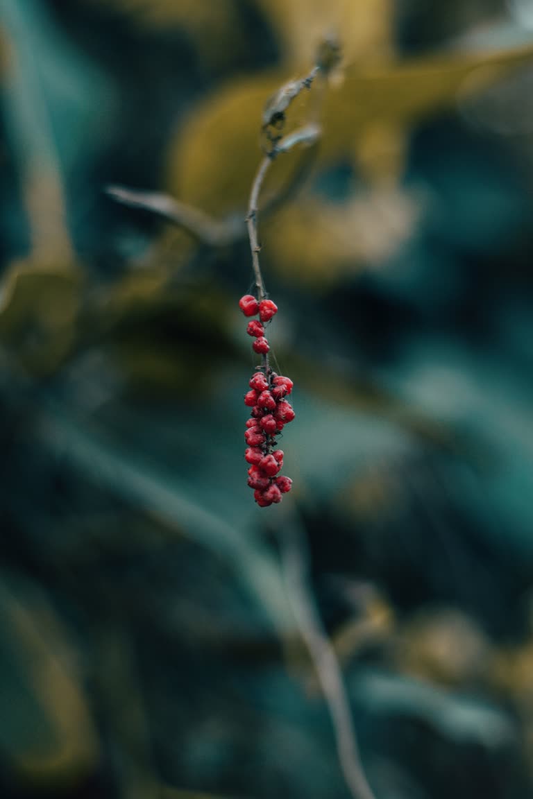 这是一株植物的特写,上面有浆果