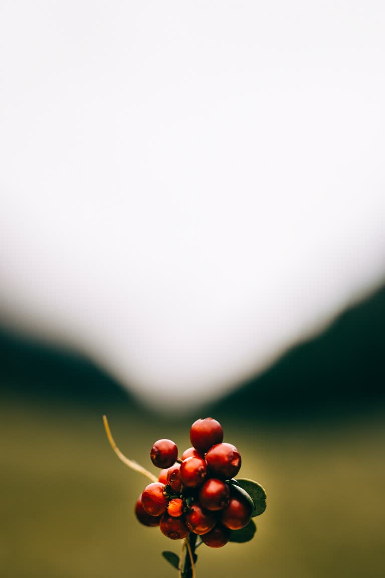 有一个植物的特写,上面有浆果
