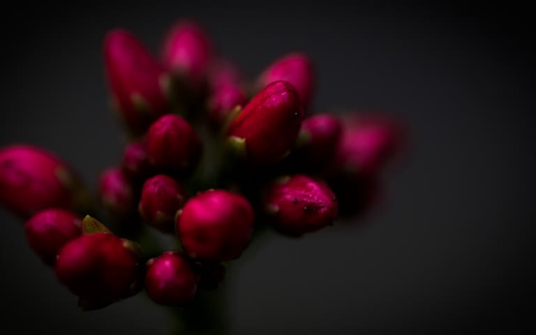 有黑底红花的特写