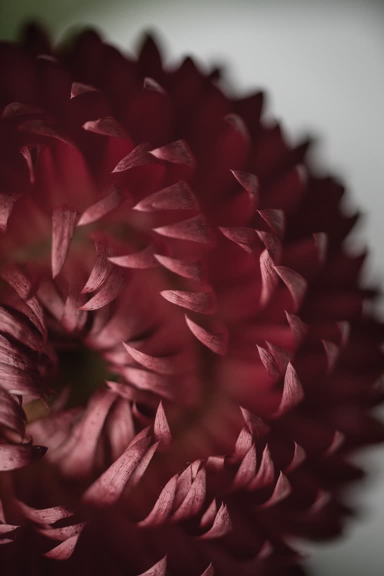 花瓶里有一朵红花的特写