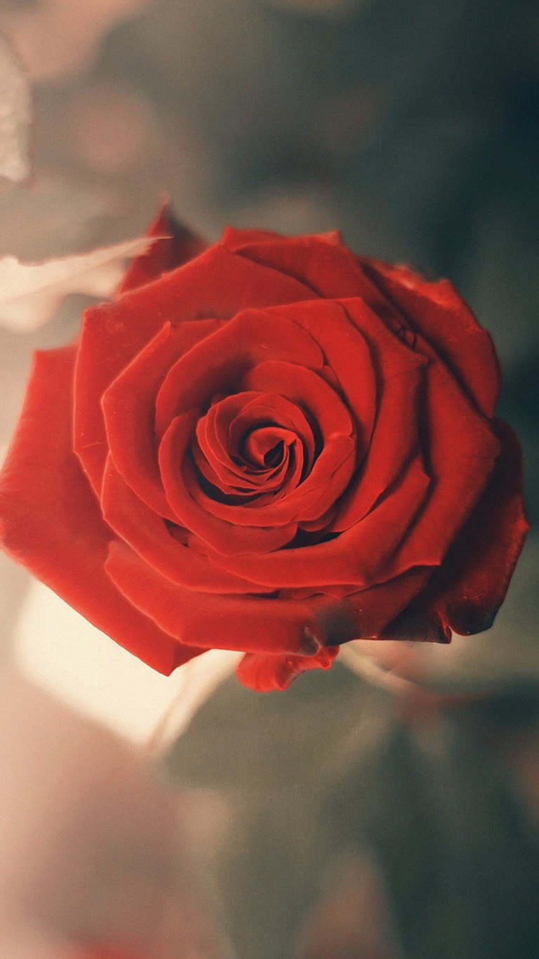 这是玻璃花瓶中一朵红玫瑰的特写