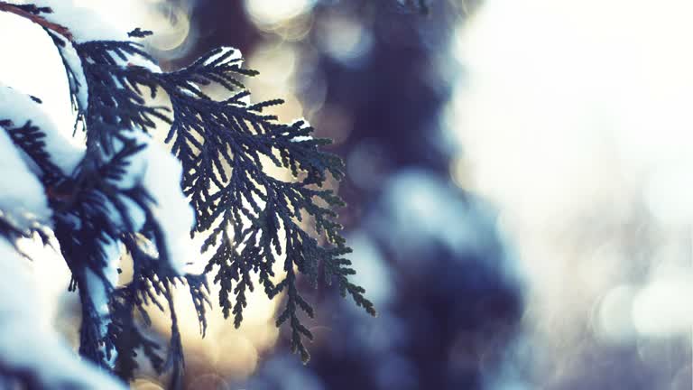 有一根树枝的特写,上面有雪