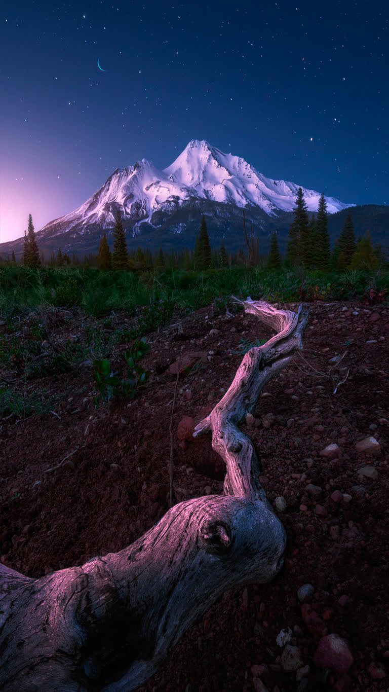前景是一棵枯树,背景是一座山