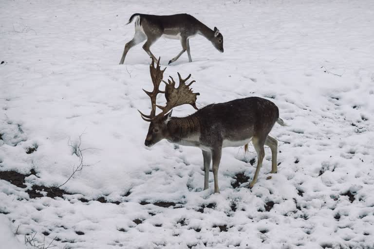 雪地里站着两只鹿