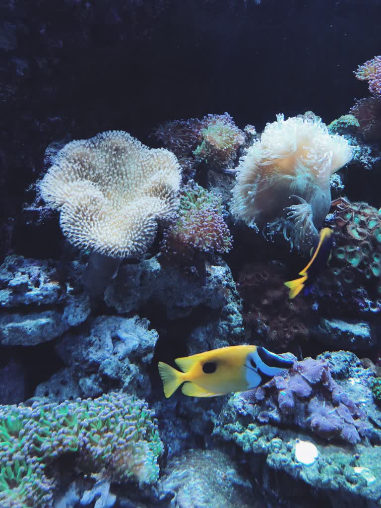 这个水族馆里有许多不同类型的鱼