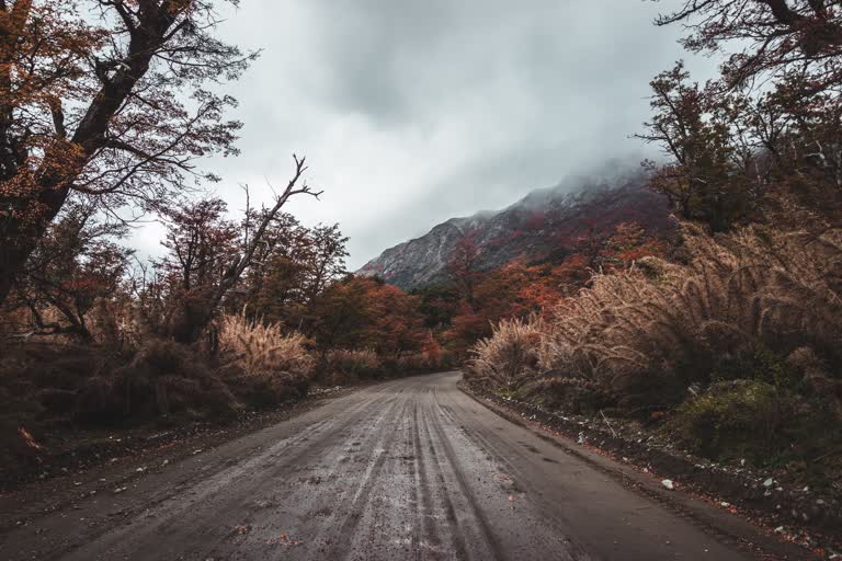 有一条土路,两旁都是树木和灌木丛