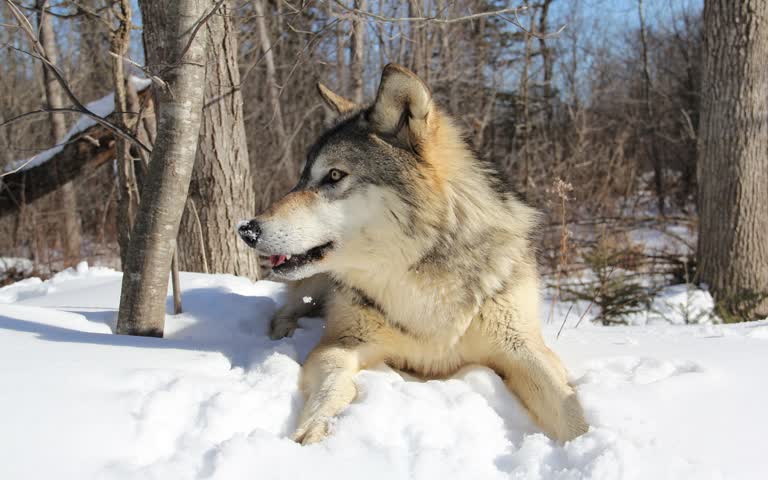 有一只狗坐在树林里的雪地里
