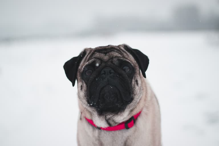 有一只狗站在雪地里看着镜头