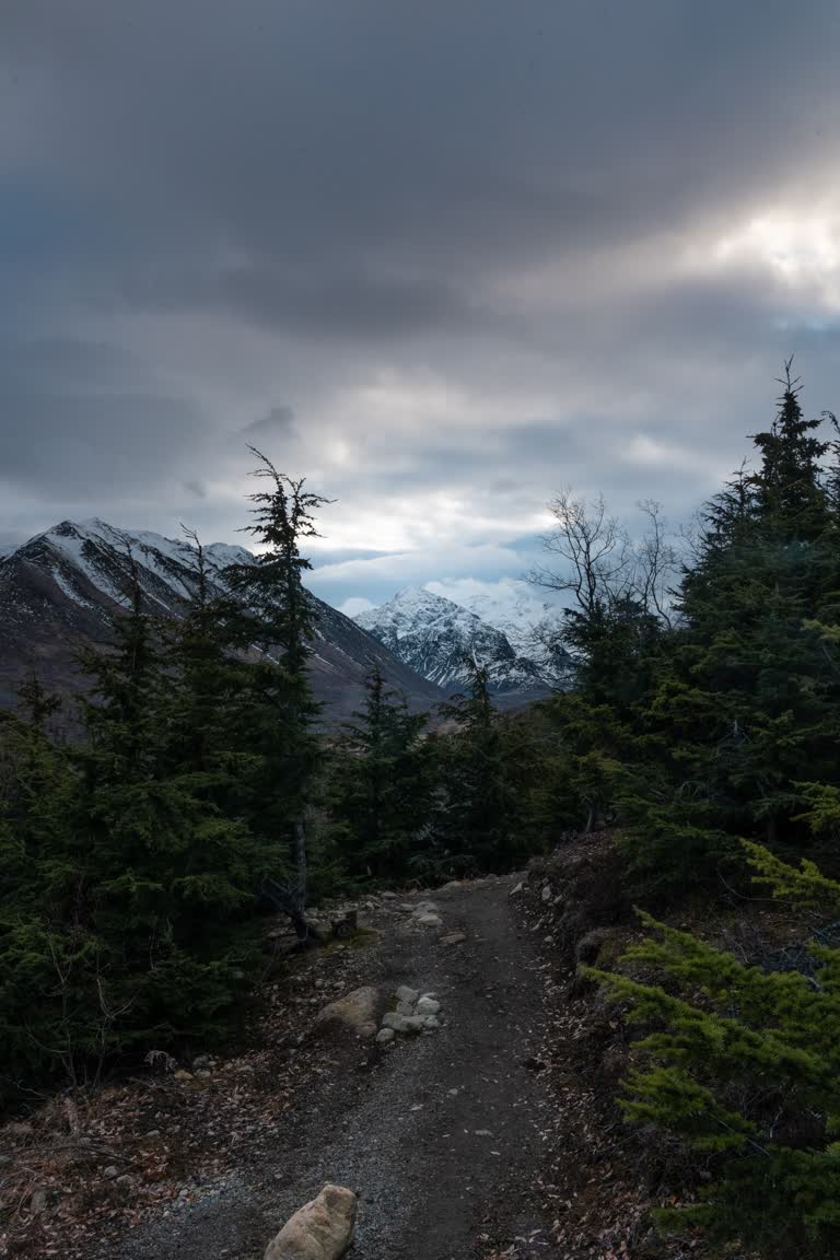 有一只狗站在山里的小路上