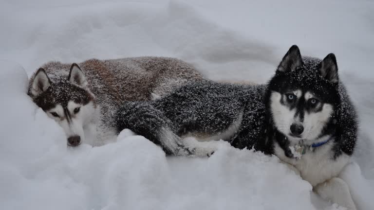 有两只狗躺在雪地里