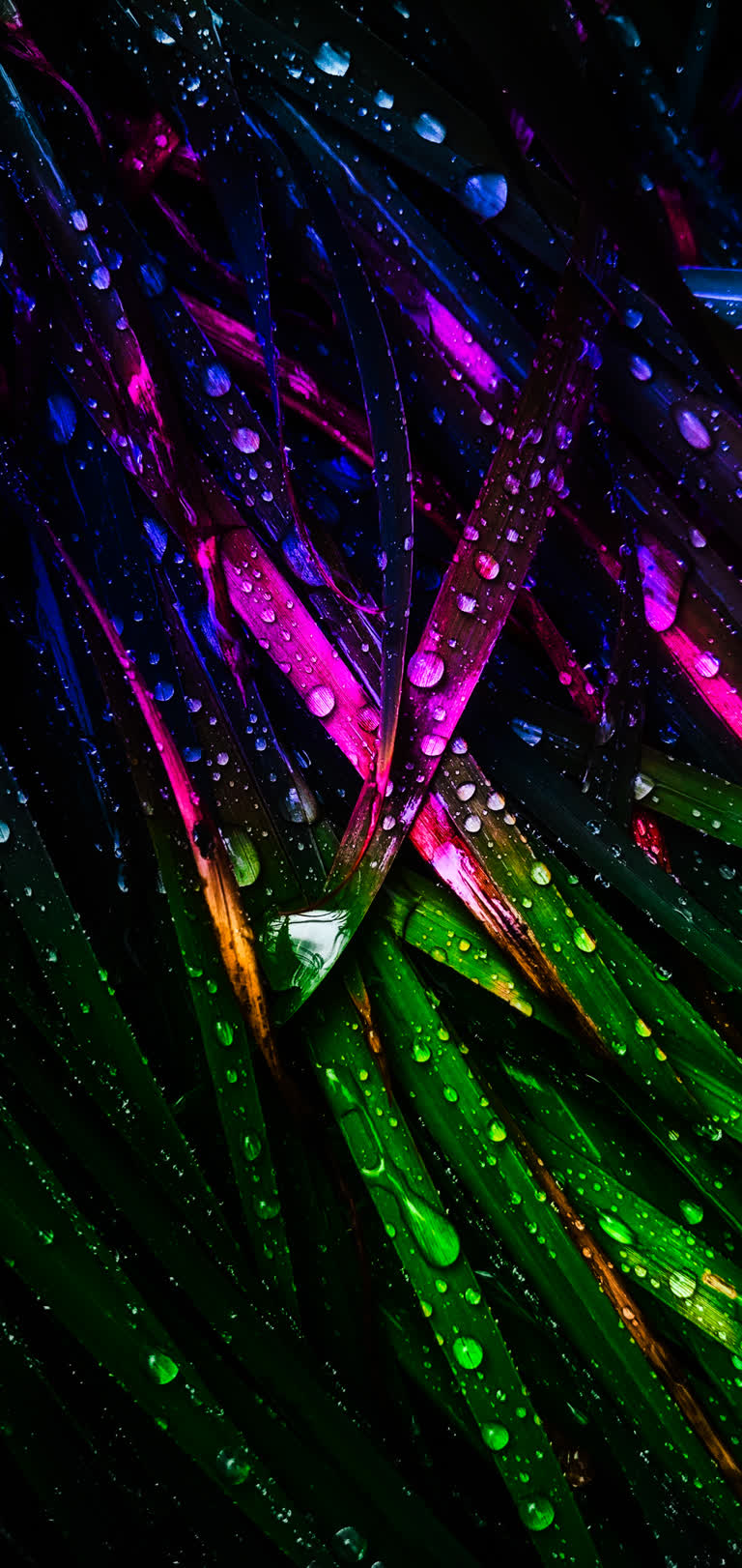 植物的叶子上有很多水滴