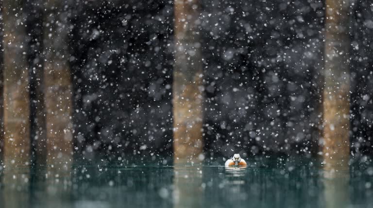 有一只鸭子在雪地里在水中游泳