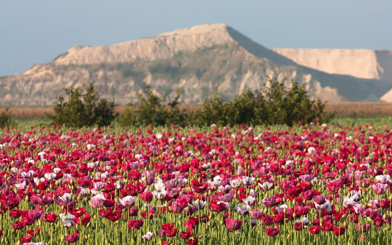 背景是一片花田,背景是山峦